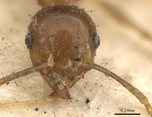 Pheidole megacephala specimen CASENT0901410 image casent0901410_2