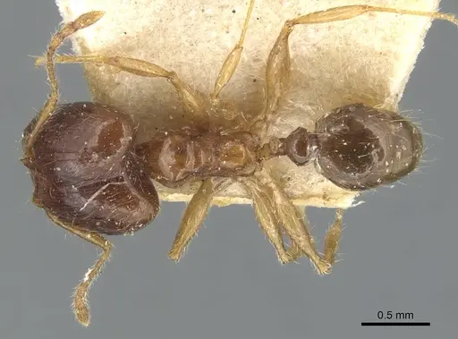 Pheidole megacephala specimen CASENT0904194 image casent0904194_1