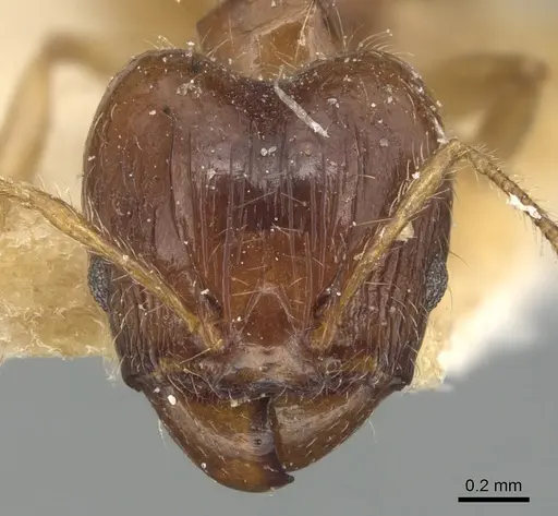 Pheidole megacephala specimen CASENT0904194 image casent0904194_2