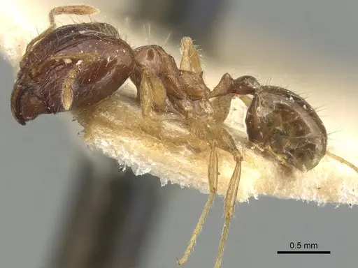 Pheidole megacephala specimen CASENT0904194 image casent0904194_3