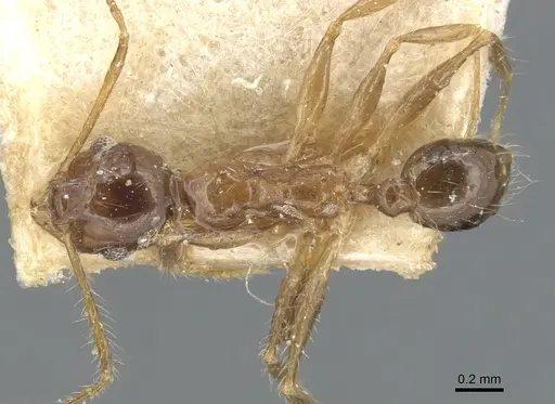 Pheidole megacephala specimen CASENT0904195 image casent0904195_1