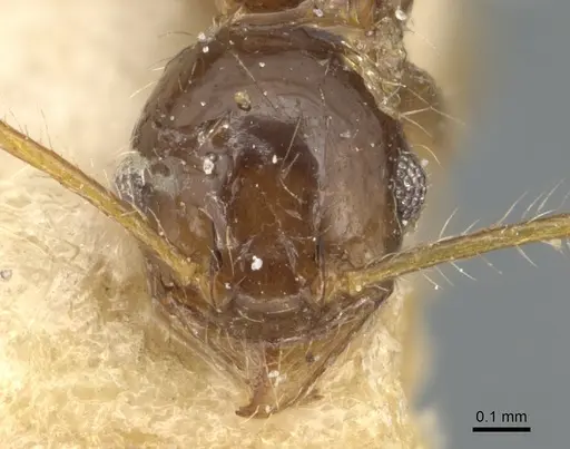 Pheidole megacephala specimen CASENT0904195 image casent0904195_2