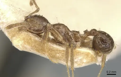 Pheidole megacephala specimen CASENT0904195 image casent0904195_3