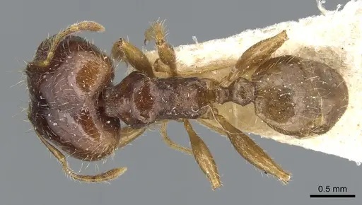 Pheidole megacephala specimen CASENT0904197 image casent0904197_1