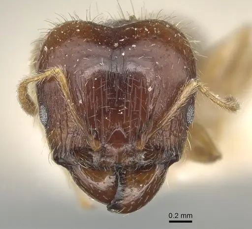 Pheidole megacephala specimen CASENT0904197 image casent0904197_2