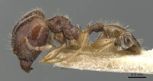 Pheidole megacephala specimen CASENT0904197 image casent0904197_3