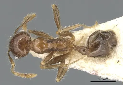 Pheidole megacephala specimen CASENT0904198 image casent0904198_1