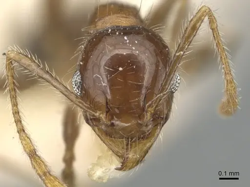 Pheidole megacephala specimen CASENT0904198 image casent0904198_2