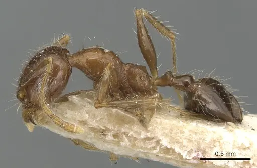 Pheidole megacephala specimen CASENT0904198 image casent0904198_3