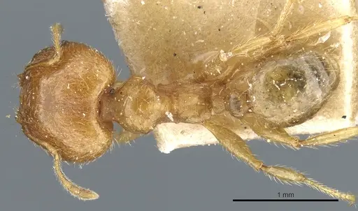 Pheidole megacephala specimen CASENT0904199 image casent0904199_1