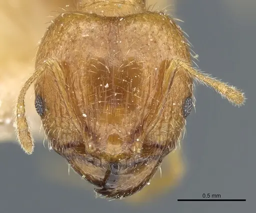 Pheidole megacephala specimen CASENT0904199 image casent0904199_2