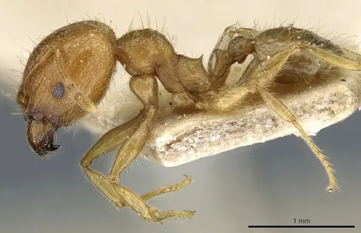 Pheidole megacephala specimen CASENT0904199 image casent0904199_3