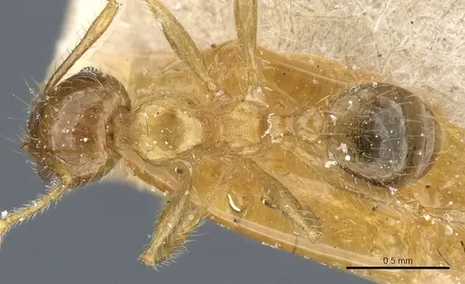 Pheidole megacephala specimen CASENT0904200 image casent0904200_1