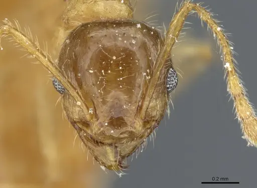 Pheidole megacephala specimen CASENT0904200 image casent0904200_2