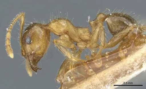 Pheidole megacephala specimen CASENT0904200 image casent0904200_3