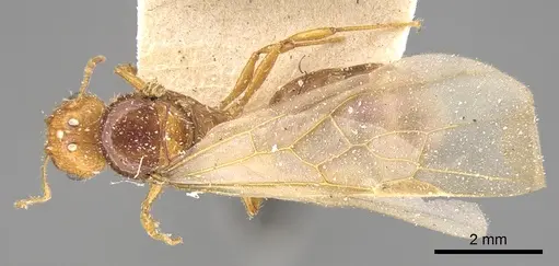 Pheidole megacephala specimen CASENT0906508 image casent0906508_1