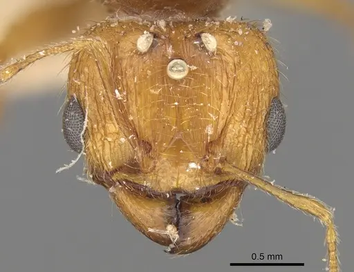 Pheidole megacephala specimen CASENT0906508 image casent0906508_2