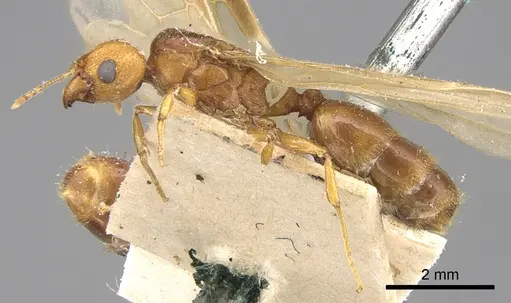 Pheidole megacephala specimen CASENT0906508 image casent0906508_3