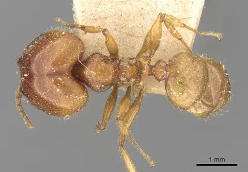 Pheidole megacephala specimen CASENT0906509 image casent0906509_1