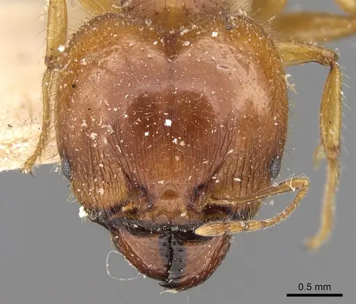 Pheidole megacephala specimen CASENT0906509 image casent0906509_2