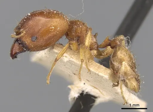 Pheidole megacephala specimen CASENT0906509 image casent0906509_3