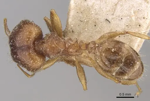 Pheidole megacephala specimen CASENT0906510 image casent0906510_1