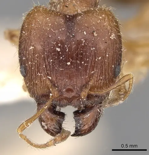 Pheidole megacephala specimen CASENT0906510 image casent0906510_2