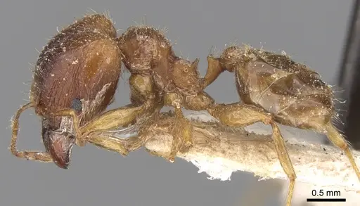 Pheidole megacephala specimen CASENT0906510 image casent0906510_3