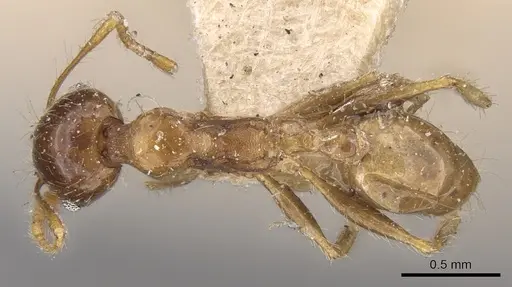 Pheidole megacephala specimen CASENT0906511 image casent0906511_1