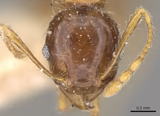 Pheidole megacephala specimen CASENT0906511 image casent0906511_2