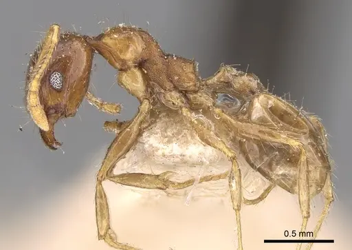 Pheidole megacephala specimen CASENT0906511 image casent0906511_3