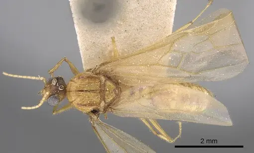 Pheidole megacephala specimen CASENT0906512 image casent0906512_1