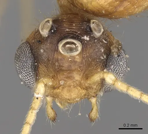 Pheidole megacephala specimen CASENT0906512 image casent0906512_2