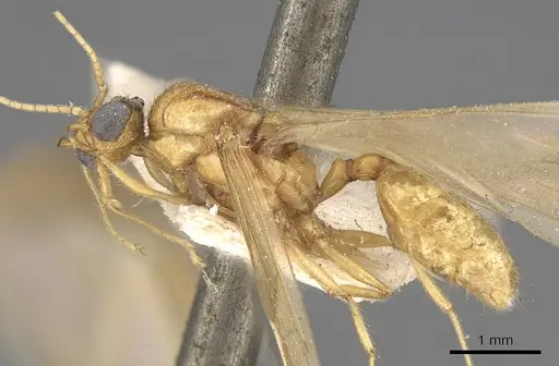 Pheidole megacephala specimen CASENT0906512 image casent0906512_3
