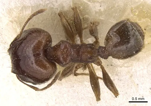 Pheidole megacephala specimen CASENT0906513 image casent0906513_1