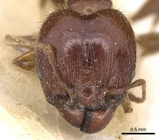 Pheidole megacephala specimen CASENT0906513 image casent0906513_2