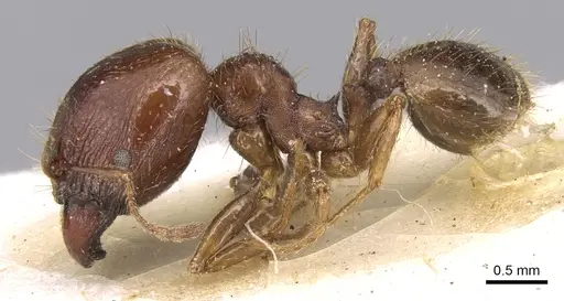 Pheidole megacephala specimen CASENT0906513 image casent0906513_3