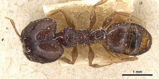 Pheidole megacephala specimen CASENT0906514 image casent0906514_1