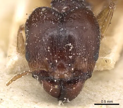 Pheidole megacephala specimen CASENT0906514 image casent0906514_2