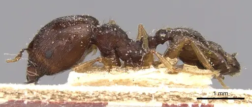 Pheidole megacephala specimen CASENT0906514 image casent0906514_3