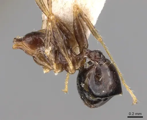 Pheidole megacephala specimen CASENT0906517 image casent0906517_2