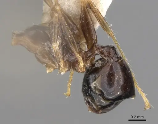 Pheidole megacephala specimen CASENT0906517 image casent0906517_3