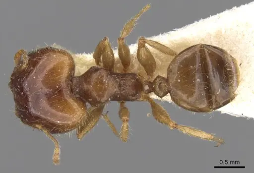Pheidole megacephala specimen CASENT0906518 image casent0906518_1