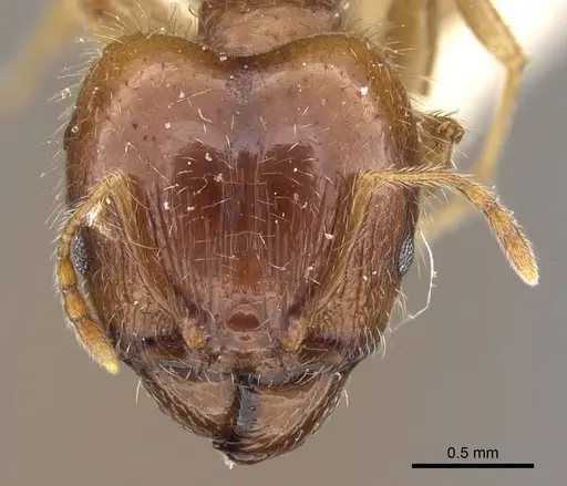 Pheidole megacephala specimen CASENT0906518 image casent0906518_2