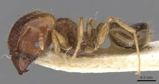 Pheidole megacephala specimen CASENT0906518 image casent0906518_3