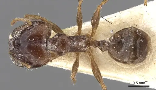 Pheidole megacephala specimen CASENT0906519 image casent0906519_1