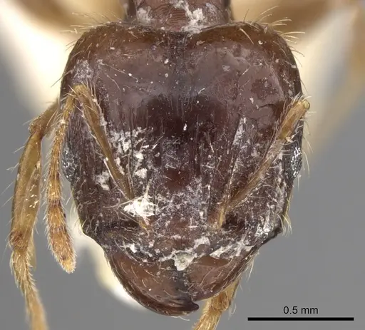 Pheidole megacephala specimen CASENT0906519 image casent0906519_2