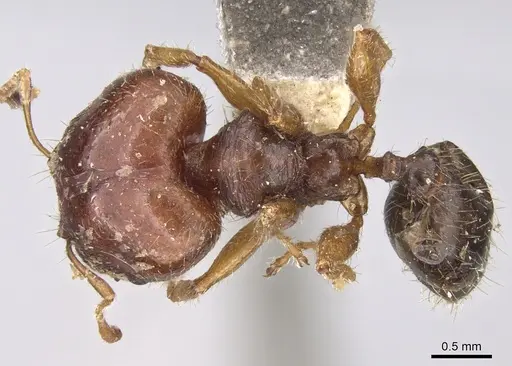 Pheidole megacephala specimen CASENT0906522 image casent0906522_1
