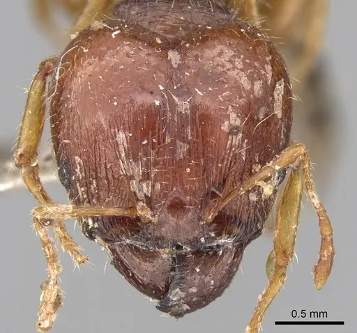 Pheidole megacephala specimen CASENT0906522 image casent0906522_2