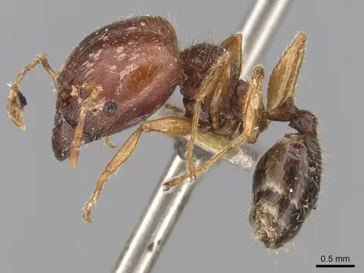 Pheidole megacephala specimen CASENT0906522 image casent0906522_3
